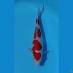 sk kohaku sq