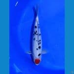 Tancho 38 cm