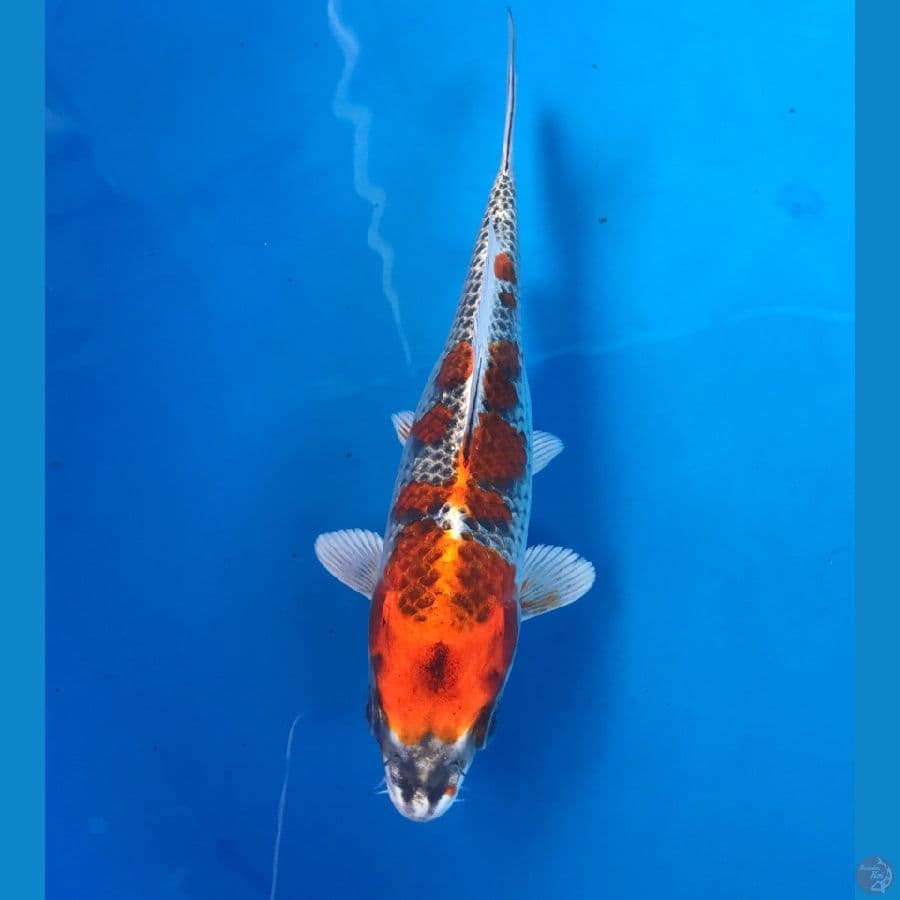 beni gingga 19cm
