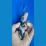 shiro ginrin 15cm
