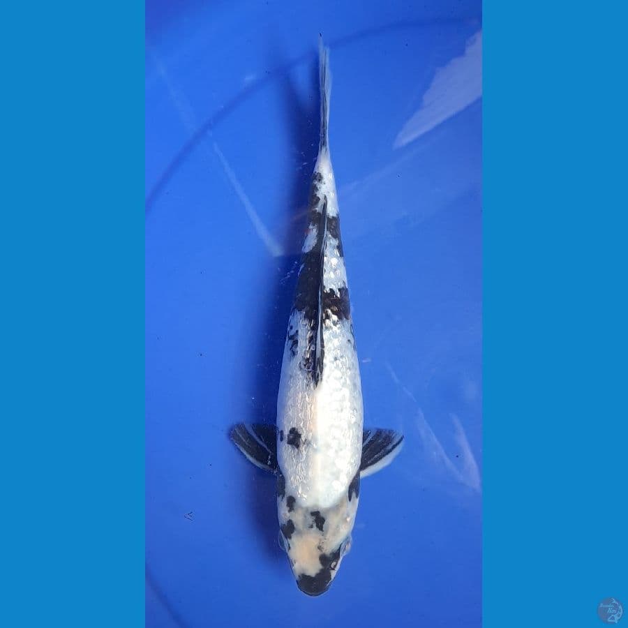 Shiro Ginrin 25bu