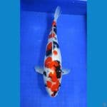 showa sansoku ±42cm