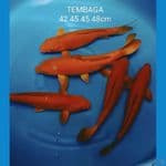 JUMBO TEMBAGA 42  45  45  47 484cm