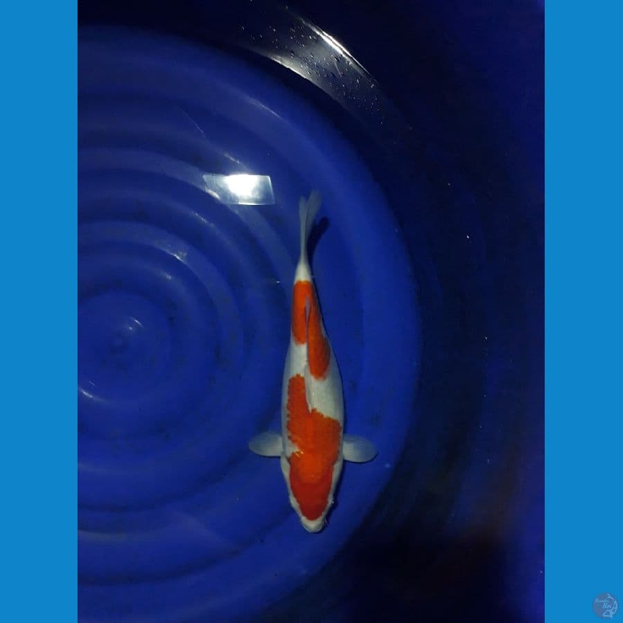 2step Kohaku High Quality F35