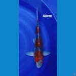 JUMBO GOSHIKI 44CM