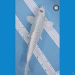mukasi 41cm