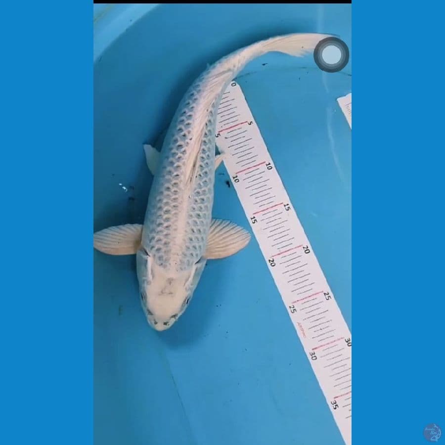 mukasi 35cm 