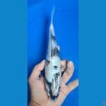 Shiro Ginrin 25 cm SQ