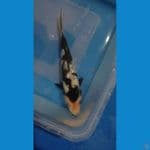 Shiro Ginrin 15 cm
