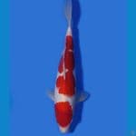 32cm, Kohaku ♂️