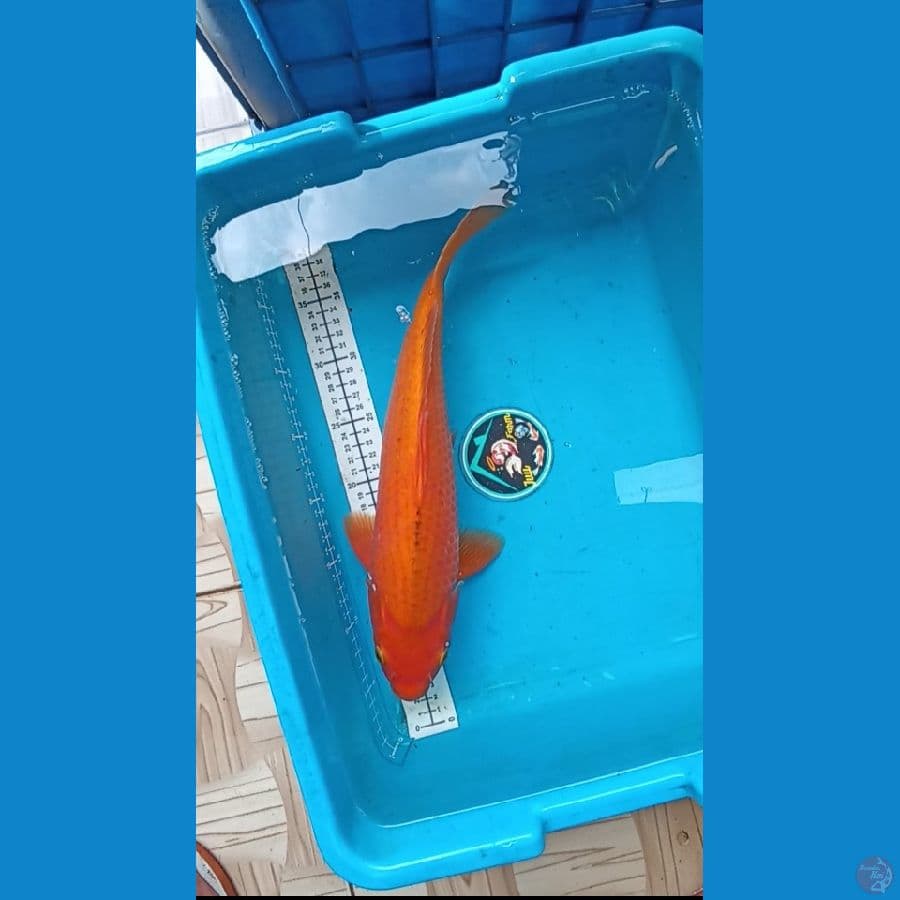Red Karashi