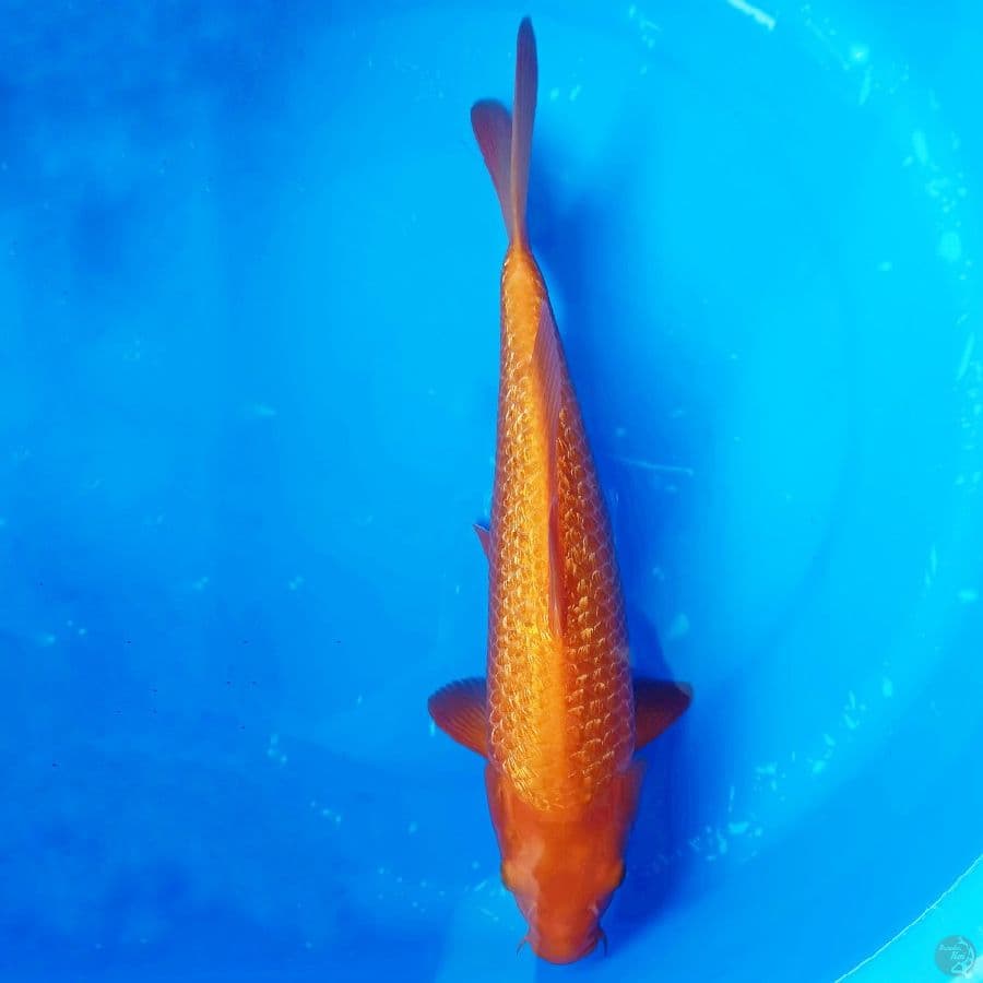 Red Karasi Ginri 35cm (MM)