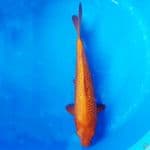 Red Karasi Ginri 35cm (MM)