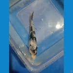 Shiro Ginrin 15 BU