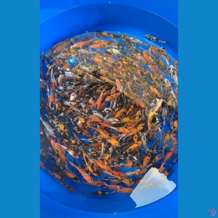 Showa mix 350Pcs 8-11cm Low Price