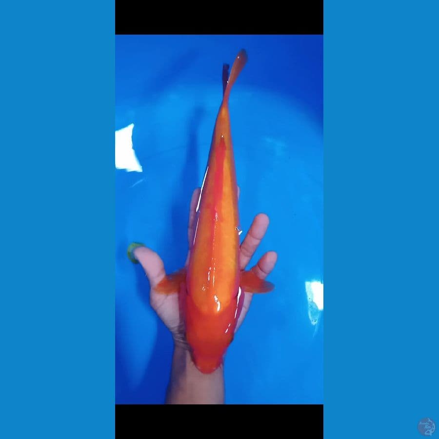 benigoi doitsu size : 31 cm