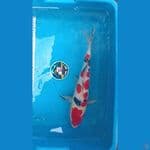 Sanke Doitsu bahan SQ 35cm