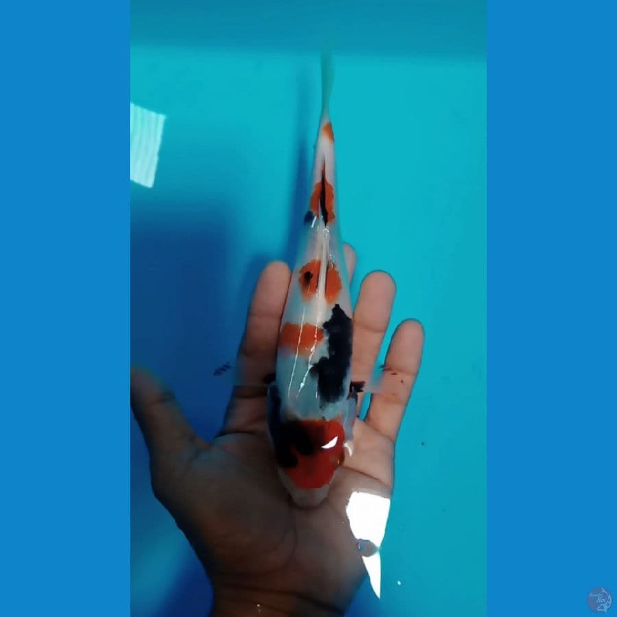 maruten showa size : 20 cm
