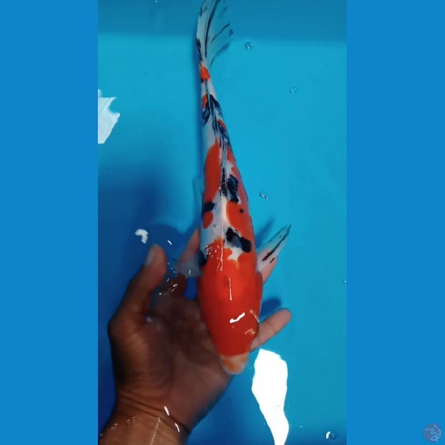 doit sanke size : 31 cm