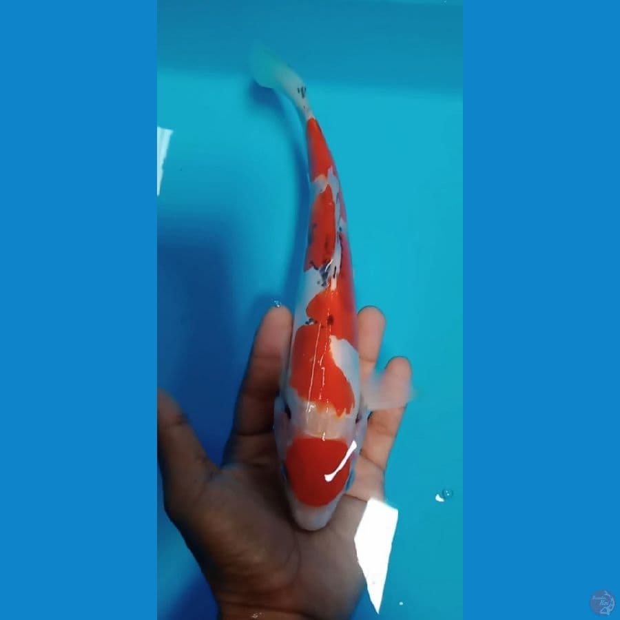 doitsu size : 25 cm ( catker )  