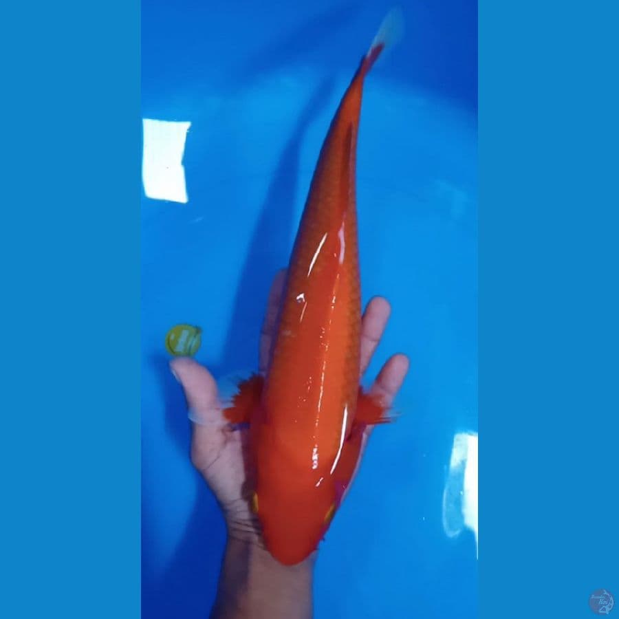 aka hajiro tembus size : 34 cm