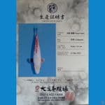 Import Asagi Ginrin Kanoko
