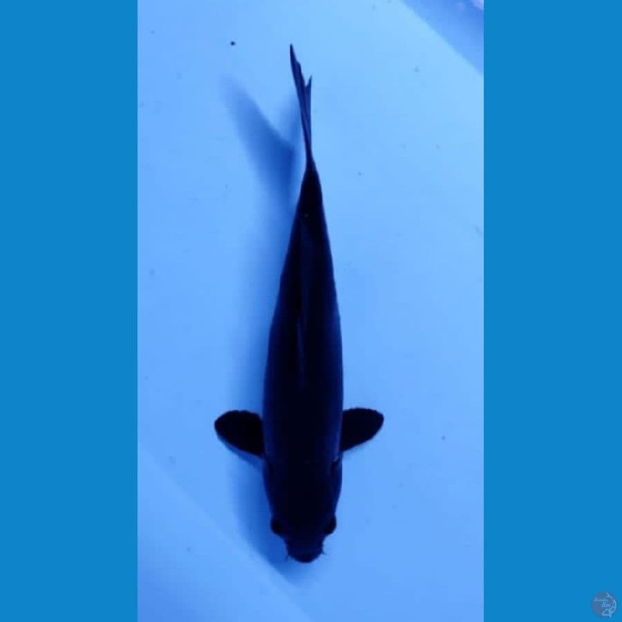 Karasu Jumbo