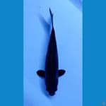 Karasu Jumbo
