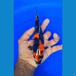 showa 27 cm