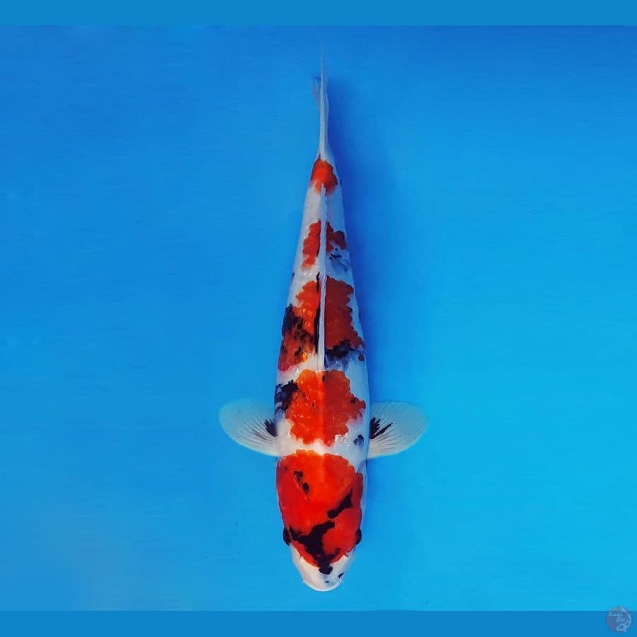 ASAHI 1 ( 38 CM/fm ) ~ Showa Evolution™,-