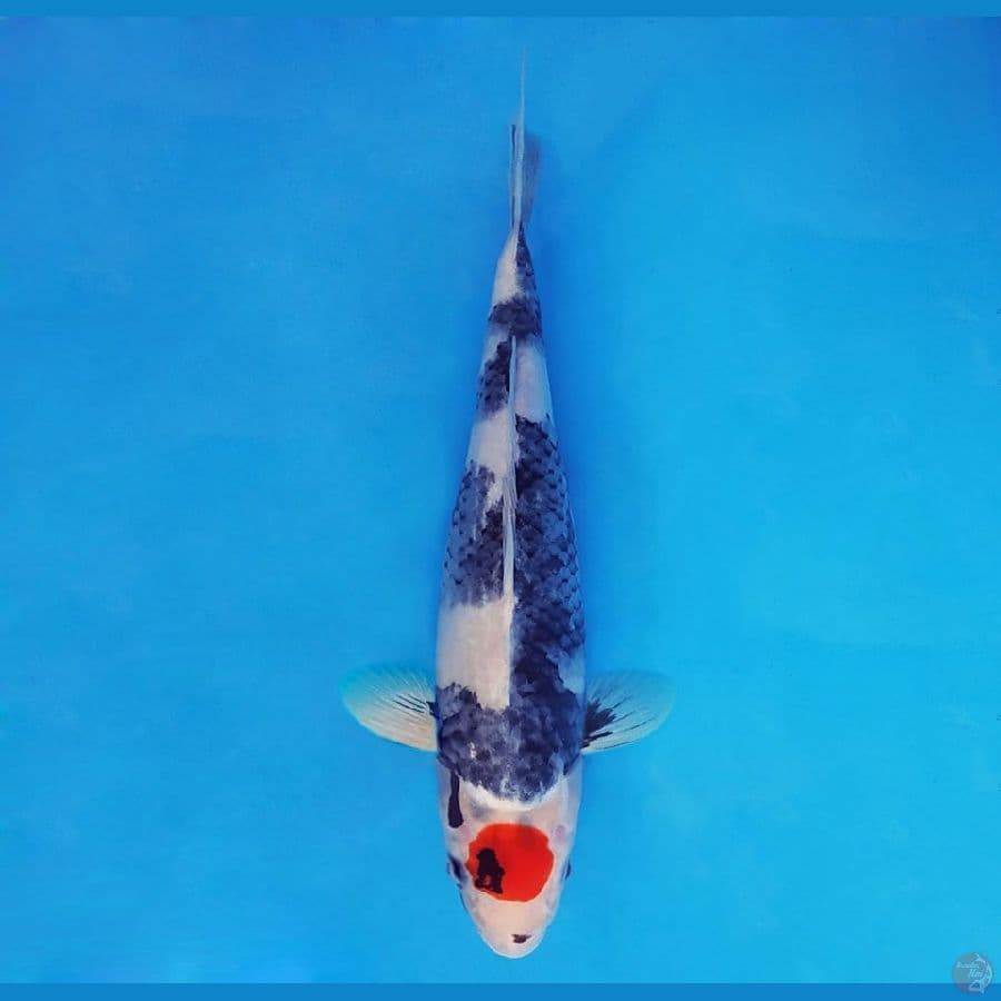 ASAHI 2 (32 CM/fm) ~ Kage Tancho Showa Limited ™,-