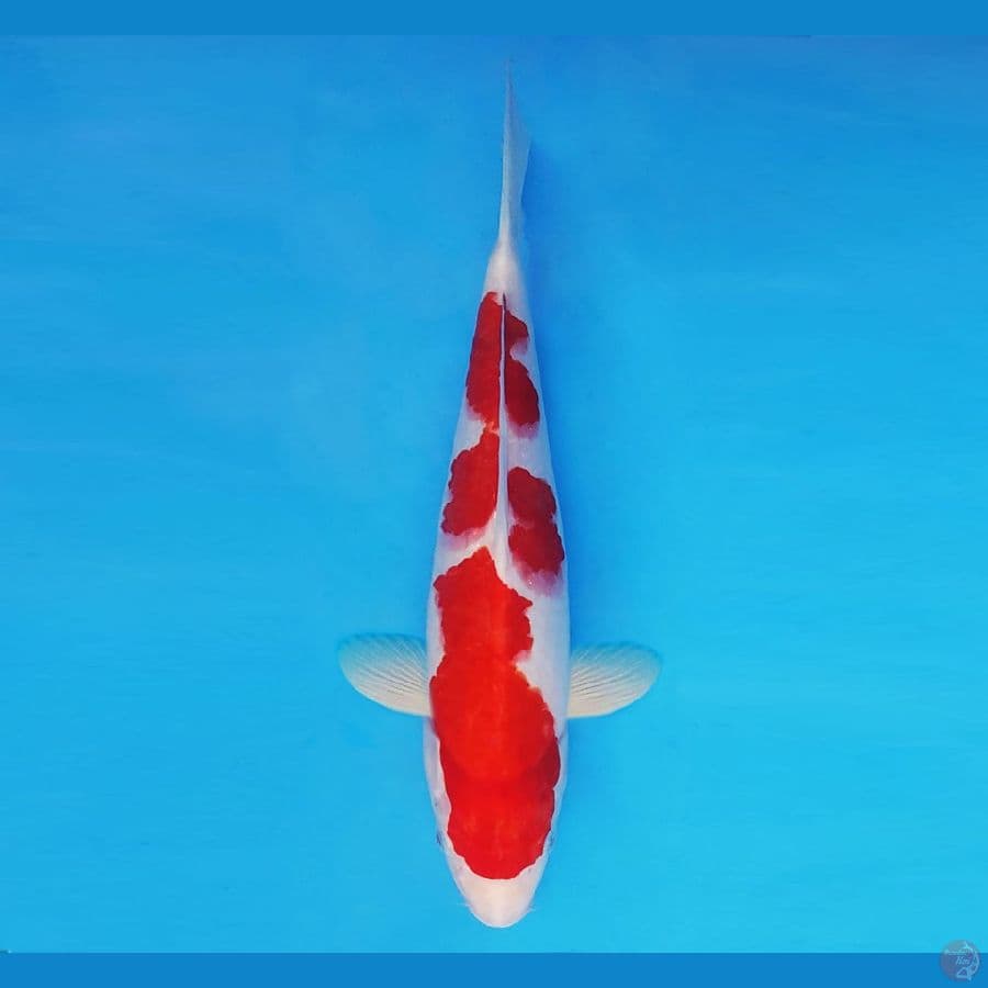 ASAHI 3 (31 CM/male) ~ Kohaku ™,-