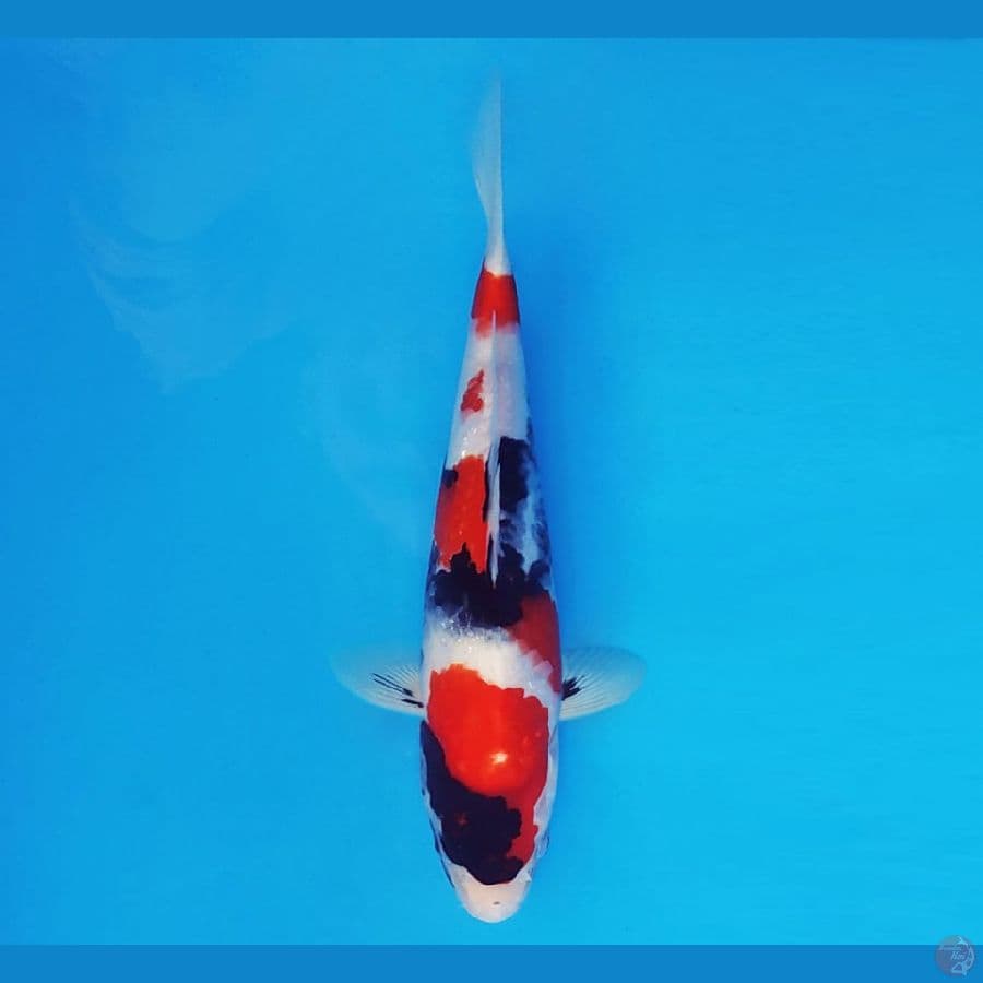 ASAHI 4 (27 CM/male) ~ Showa Quality ™,-
