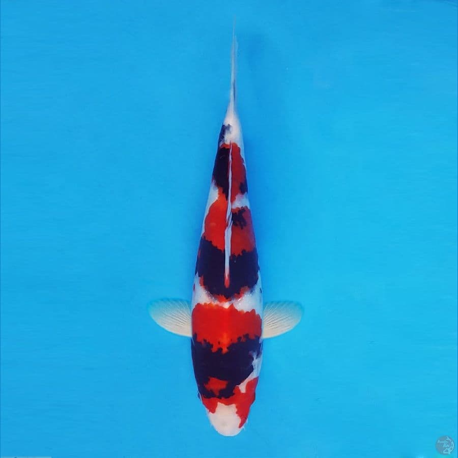 ASAHI 8 (27 CM/fm) ~ Showa Evo ™,-