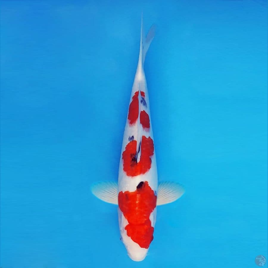 ASAHI 10 (36 CM/fm) ~ Sanke ™,-