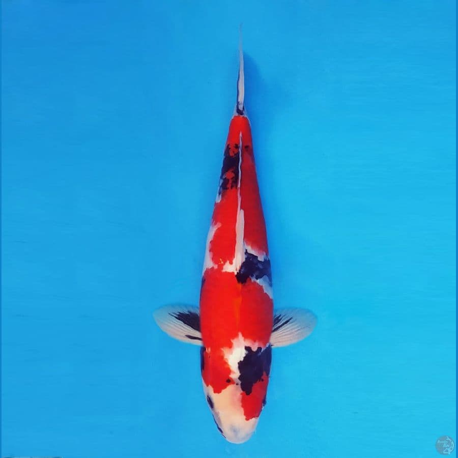 ASAHI 11 (32CM/male) ~ Showa Evolution™,-