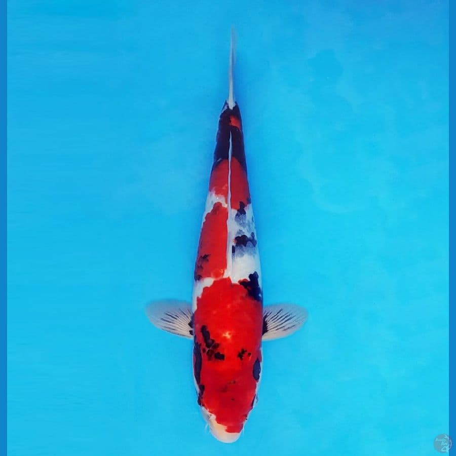 ASAHI 15 (34 CM/male) ~ Showa Evolution™,-