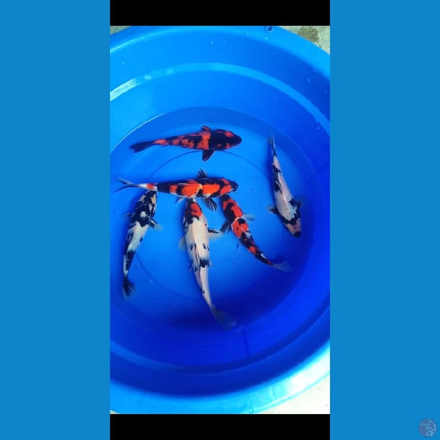 mix 6ekor 25,27,30cm