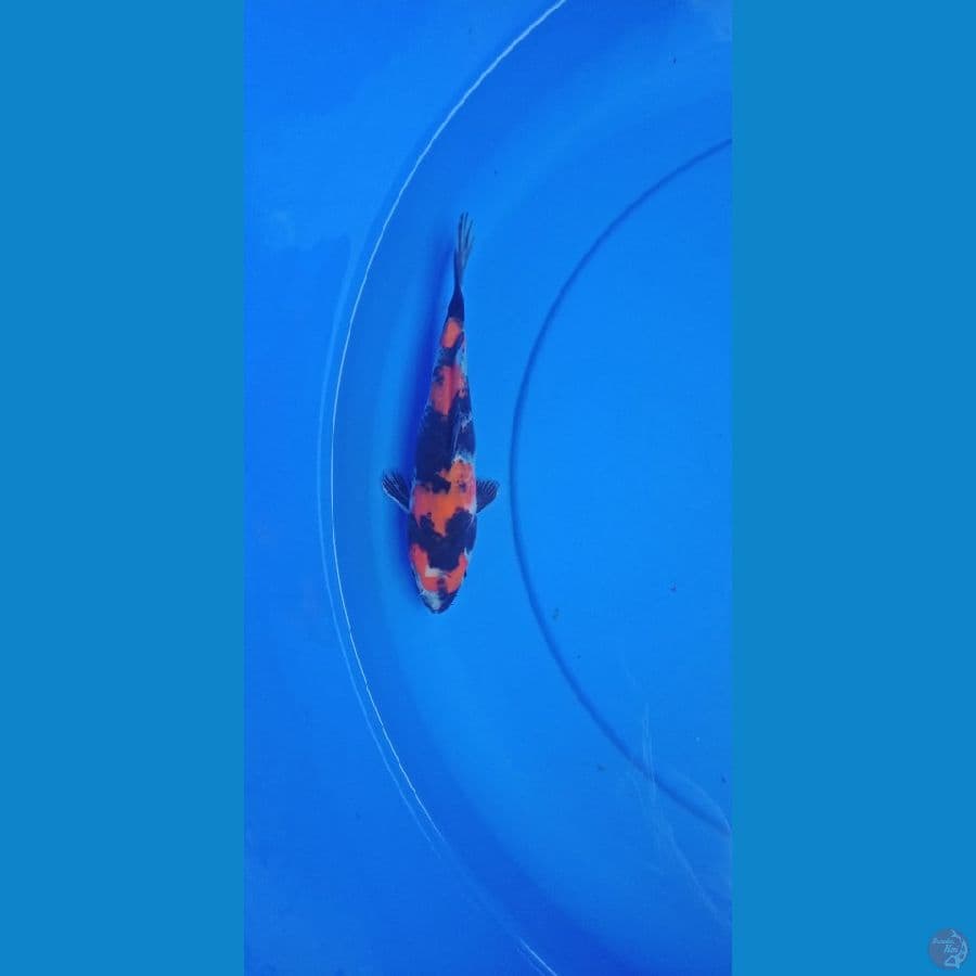 showa sansoku 4setep 18cm