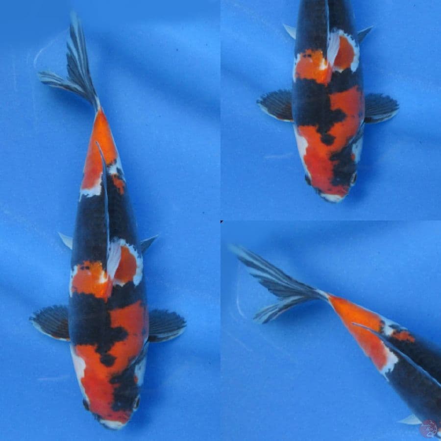 20cm, Showa Doitsu Murni