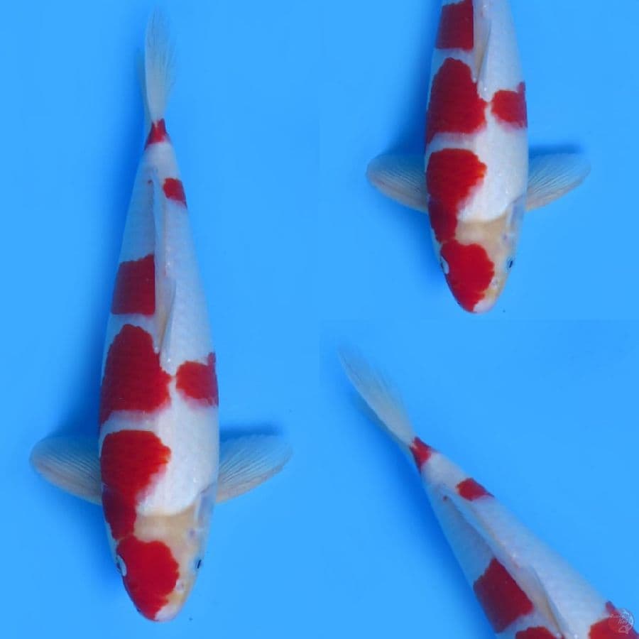 38cm , Edisi Merah Putih