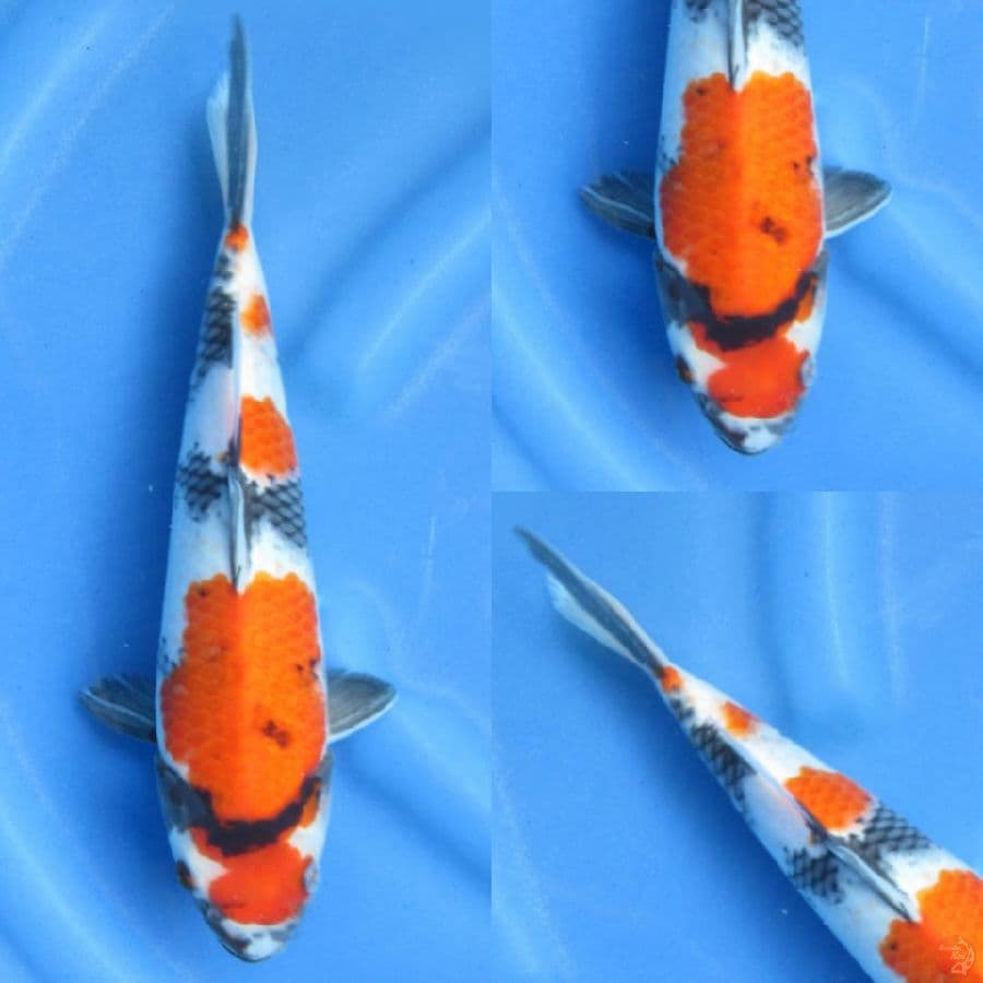 31cm  , Showa Evo