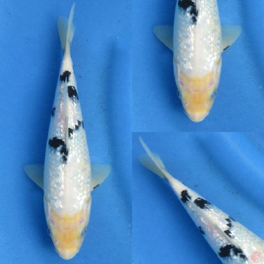 23cm , Bekko Ginrin