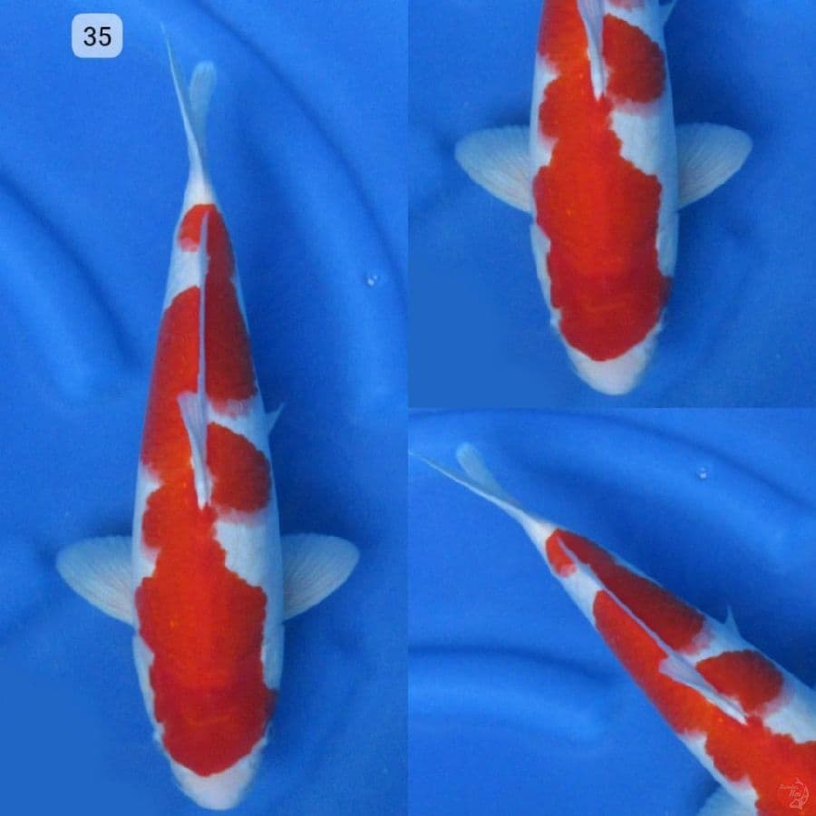 35cm ,Red Kohaku Ori M ,