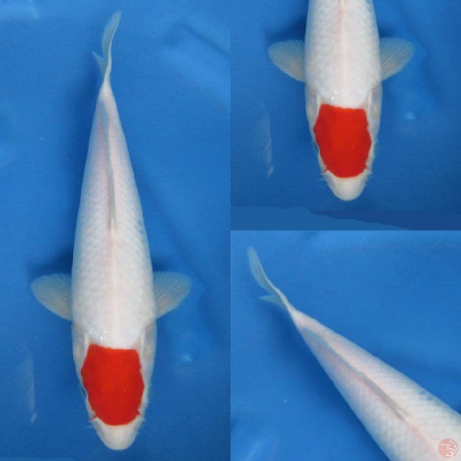 30cm ,Red Tancho Ori