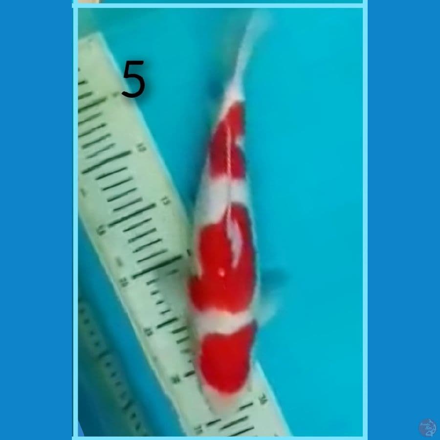 Kohaku HQ 40BU