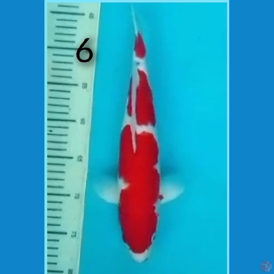 Kohaku HQ 35cm