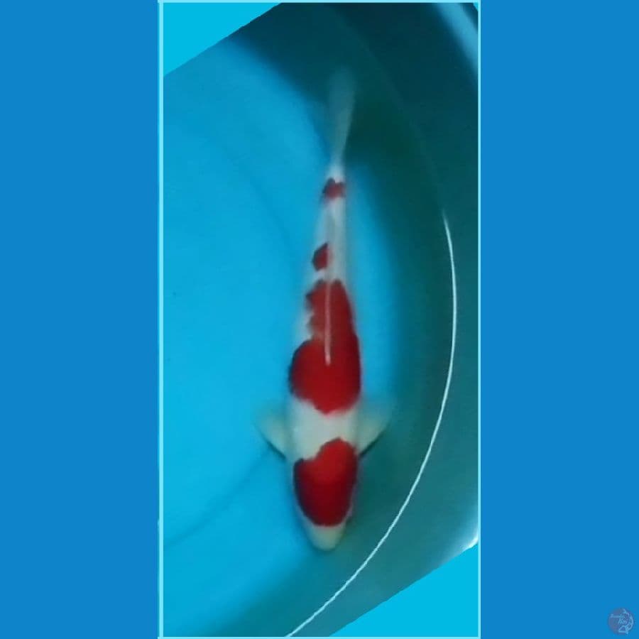 Kohaku HQ 40BU