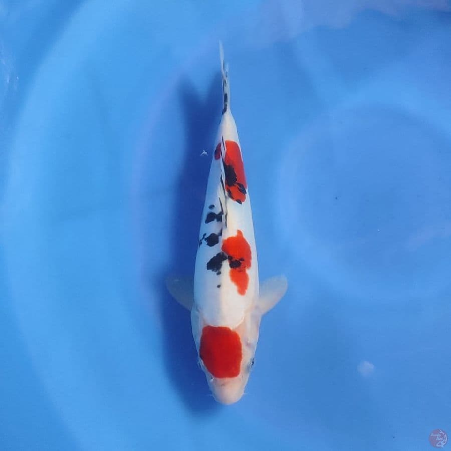sanke doit 27cm