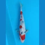 sanke 28 cm 